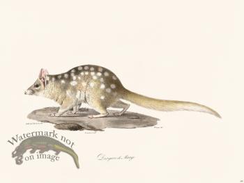 Cuvier 280 Dasyure Of Mauge